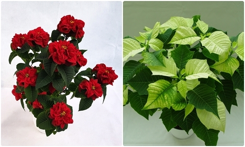 (좌) 포인세티아 '레드볼' / (우) 포인세티아 '그린스타'