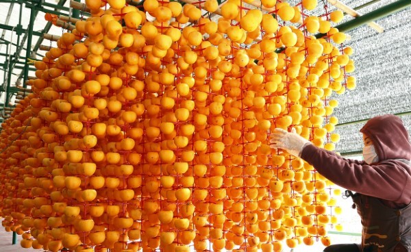 감을 깎아 자연바람에 말려 곶감으로 만드는 작업 현장. 상주시 제공