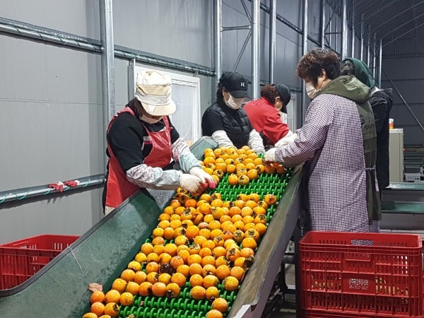 상주곶감유통센터=상주곶감유통센터에서 수매한 생감을 직원들이 선별하고 있다.  /고도현 기자