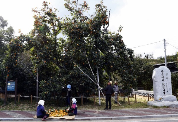 상주 하늘아래 첫 감나무=상주시 외남면 소은리에 있는 국내 최고령(750년) 감나무에 열린 감을 주민들이 수확하고 있다. 상주시 제공