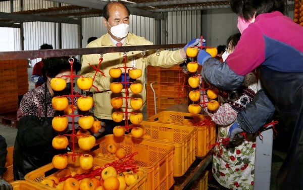 상주 곶감3=곶감생산 농가를 찾아 깎은 감 말리기를 돕는 강영석 상주시장. 강 시장도 곶감 생산 경험이 풍부하다. 상주시 제공