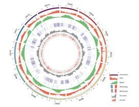 결명자 유전체 해독 그래프 (농촌진흥청 제공)