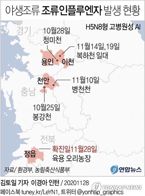 전북 정읍의 육용오리 농장에서 고병원성 조류인플루엔자(AI)가 확진됐다. 가금농장에서 고병원성 AI가 발생한 것은 약 2년 8개월 만이다. /연합뉴스