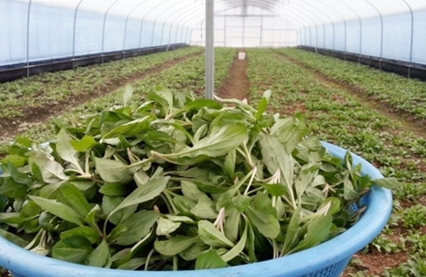 쑥부쟁이 /사진=농진청