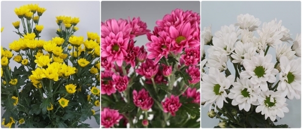 왼쪽부터 펄키스타, 예스루비, 퍼펙트