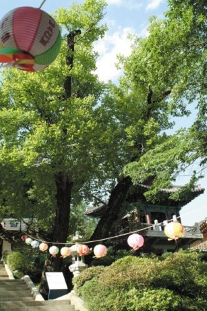 광덕사 호두나무 모습