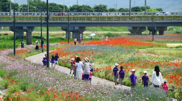 봉동 만경강 둔치 꽃길