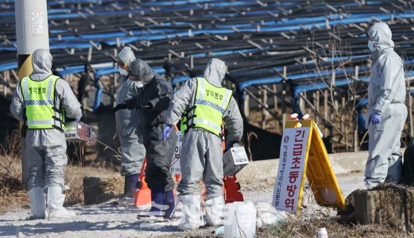 정읍의 한 육용오리농장에서 조류인플루엔자(AI) 항원이 검출된 28일 방역당국 관계자들이 일대를 통제하고 방역복을 소독하고 있다. /조현욱 기자