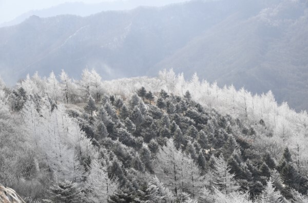 지리산 바래봉. /사진=남원시청