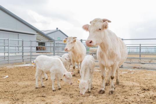 농진청 국립축산과학원이 사육하는 백우 /사진=농진청