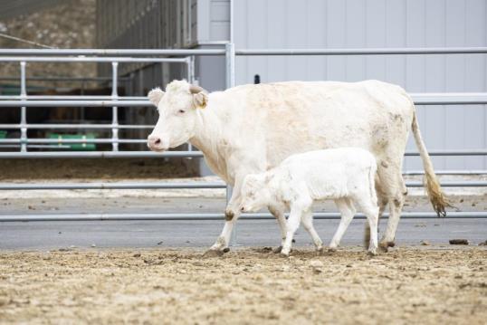 농진청 국립축산과학원 가축유전자원센터가 사육하는 백우 /사진=농진청