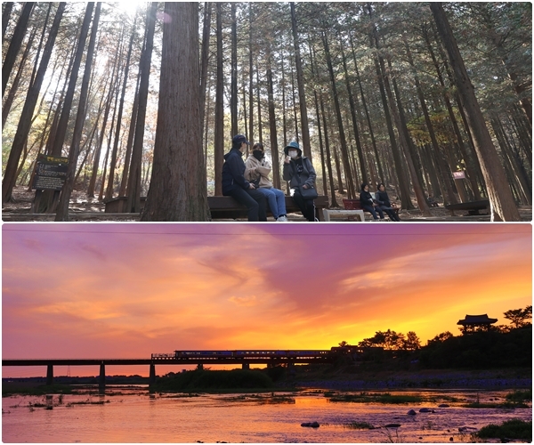 (위) 상관 편백나무 숲 / (아래) 삼례 비비정 낙조