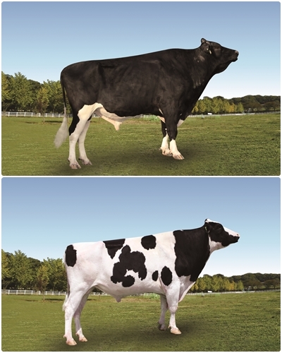 (위) 싼타페 / (아래) 싸이몬