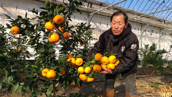 대야면 시설하우스에서 재배되고 있는 열대과일