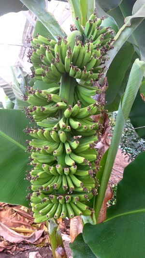 대야면 시설하우스에서 재배되고 있는 바나나