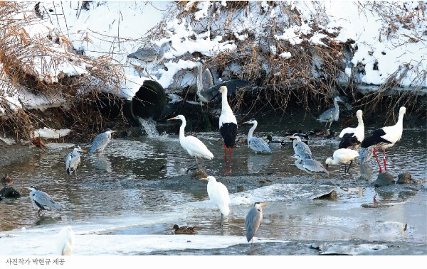 사진=박현규 사진작가