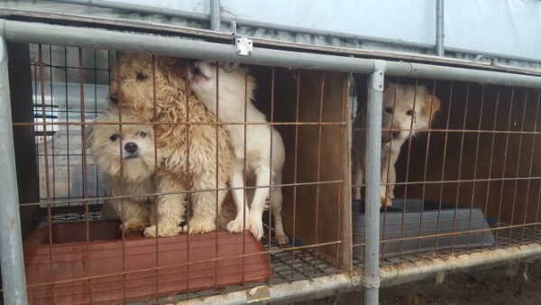 군산 유기동물보호소 /전북일보 자료사진