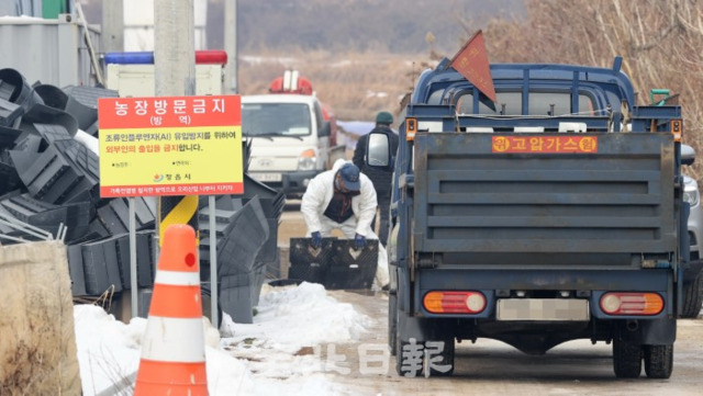 14일 H5형 조류인플루엔자(AI) 항원이 검출된 정읍의 한 종오리농장에서 방역당국 관계자들이 살처분을 하고 AI 확산 방지를 위해 통제를 하고 있다. /조현욱 기자