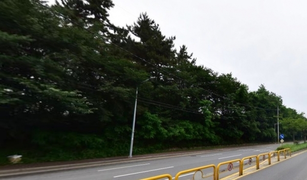 2020년 6월 당시 수풀이 우거져 있던 서동로변(네이버 지도 캡쳐)