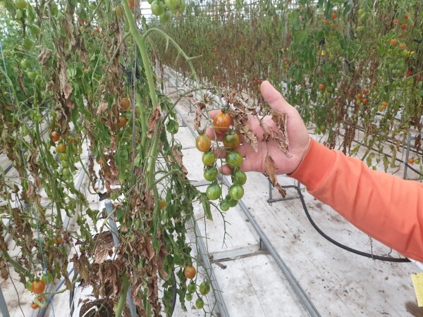 익산시 석탄동의 방울토마토 비닐하우스 농가. 역대급 한파 탓에 수확을 앞두고 있던 방울토마토는 전부 물러졌고 이파리와 줄기는 아무 힘이 없이 축 처져 있었다.