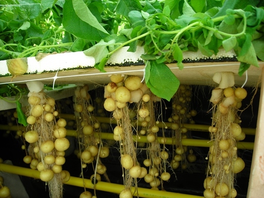 김제시 양액재배 미니씨감자