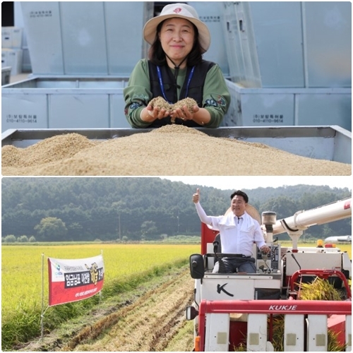 (위) 지난해 수확한 해들미의 원료곡 품질을 검사하는 농업기술센터 정현숙 과장. / (아래) 엄태준 이천시장이 지난해 호법면 소재 해들미 시범포에서 첫 수확의 알리며 벼베기를 하고있다. /이천시 제공