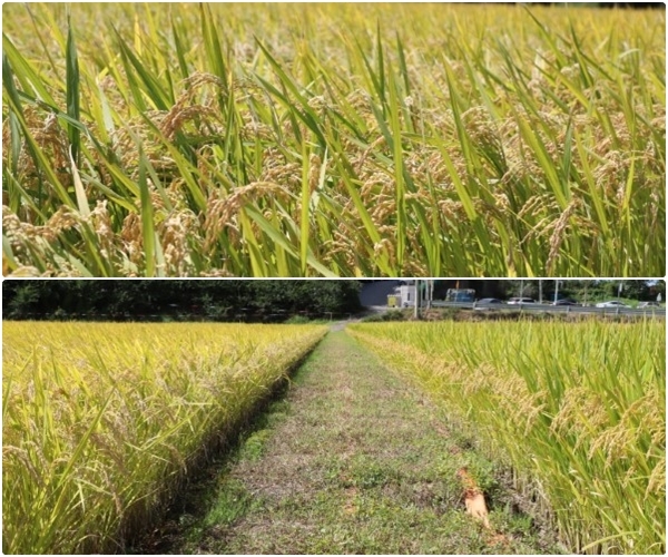 (위) 이천 쌀 ‘해들’ 품종의 벼가 수확을 앞두고 고개를 숙인 모습이 풍년을 예고하고 있다. (아래) 9월 수확 전 이천 시험포에서 해들(왼쪽)과 알찬미 품종 벼가 익어가고 있다. /사진=석재우 지도사 제공