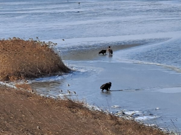 군산 옥구 선연리 일대서 발견된 독수리 무리