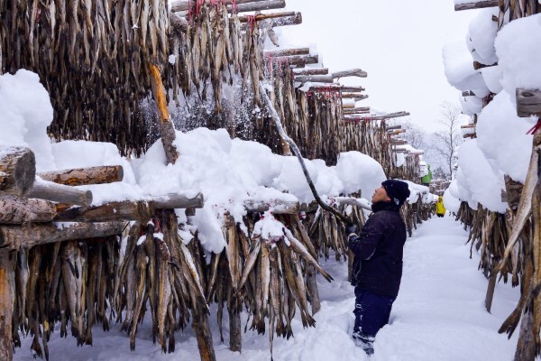 인제군 북면 용대리에 있는 황태덕장. 강추위 속에 덕장에 걸린 명태가 맛깔스러운 황태로 무르익고 있다.