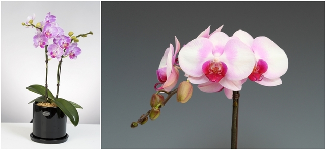 팔레놉시스 ‘러블리엔젤’(왼쪽) / 원교 F2-48(오른쪽)