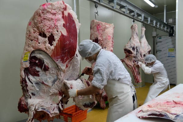홍성 축산물종합처리장에서 한우를 손질하고 있는 모습.