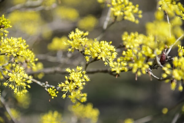 남원시 주천면 용궁마을에는 10일 겨울이 지나고 봄을 만끽할 수 있는 산수유꽃이 활짝 만개했다. /사진제공=남원시