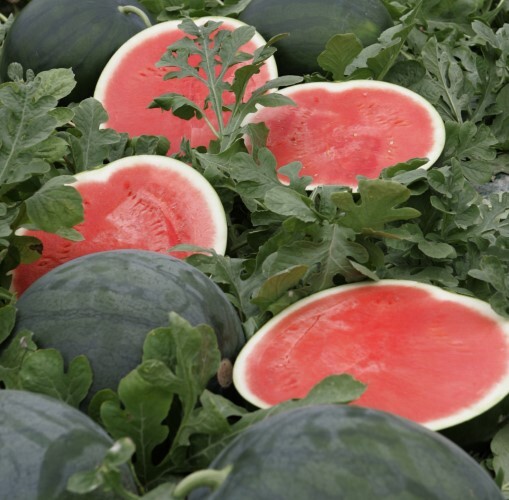 명품 수박 흑미.