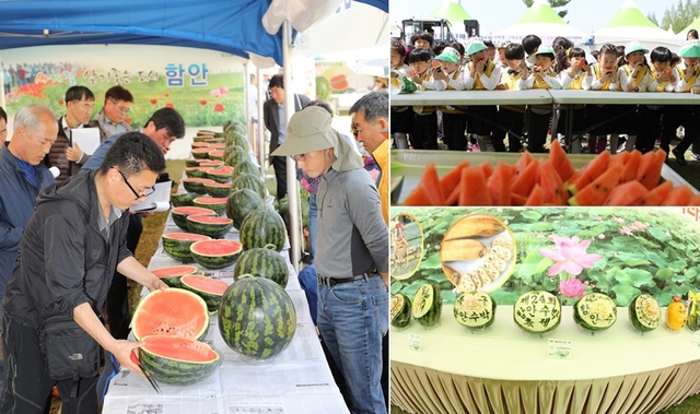 왼쪽부터 시계방향으로 함안 수박축제 수박 품평회에서 당도를 측정하는 모습, 수박 시식회, 수박 카빙 작품들.