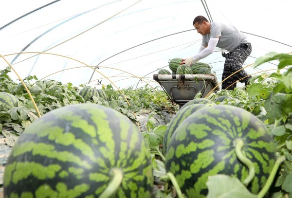 겨울수박 출하.