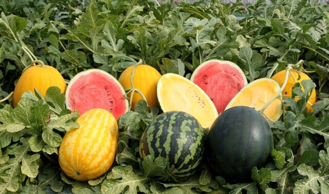 컬러 수박