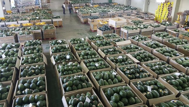 함안 수박 선별장.