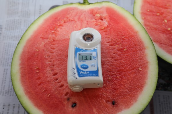 수박 당도측정.
