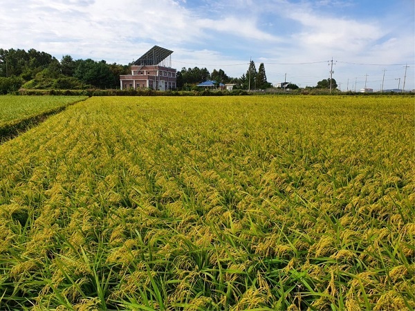 익산 쌀 생산단지.
