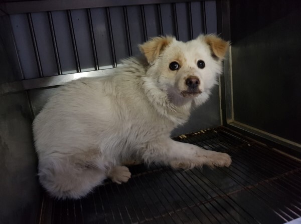 전주 평화동 유기견 오인 강아지.