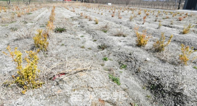 전국 전현직 지방의원들도 내부정보를 이용한 투기의혹이 제기되면서 지방의원들에 대한 조사도 이루어져야 한다는 목소리가 일고 있다. 16일 전주의 한 농지에 작은 묘목들이 심어져 있다. /오세림 기자