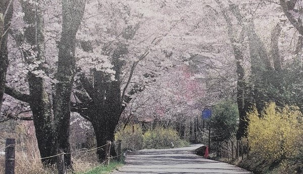 즐겁게/ 가족들이/ 꽃놀이 나온 봄 날// 엄마와/ 손을 잡고/ 함께 걷는 벚꽃 길. (유응교 시인의 '벚꽃 길')