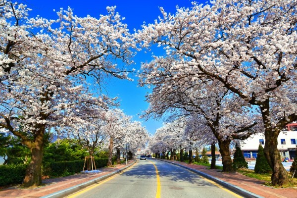 정읍 천변 벚꽃로 전경.