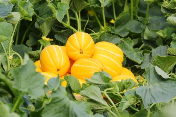 명품 성주참외는 이른 봄 제철과일 중 노란색 과일을 대표한다. 노란색 과일에는 면역력을 향상시켜주는 베타카로틴이 많이 함유돼 있다. 또 임산부가 필수적으로 섭취해야할 엽산이 풍부하고 변비와 피부개선 효과도 뛰어나다.