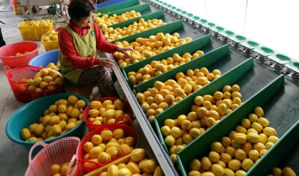우리나라 어디서든 참외를 파는 곳이면 어김없이 달고 맛있는 ‘성주참외’라고 선전을 한다. 참외의 대명사이다. 한 농부가 품질에 따라 참외를 선별하고 있다.
