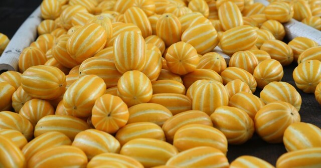 달콤하고 아삭한 성주참외에 언제부턴가 명품 또는 명물이란 수식어가 따라붙고 있다.