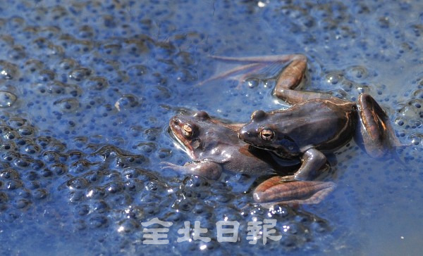 경칩을 하루 앞둔 4일 완주군 대아수목원 연못에 겨울잠에서 깨어난 개구리들이 짝짓기를 하며 봄 소식을 전하고 있다. /전북일보 자료사진