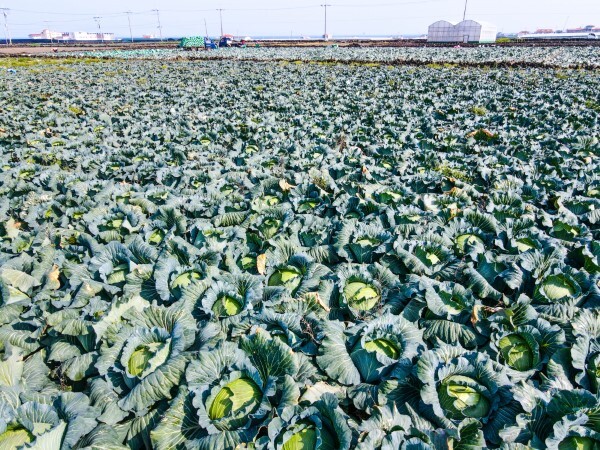제주시 한림읍 수원리에서 농민들이 양배추를 수확하고 있다. /사진=제주일보 고봉수 기자