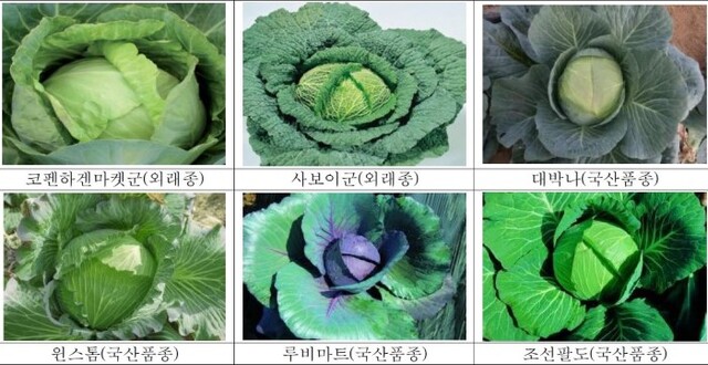 다양한 양배추 품종.