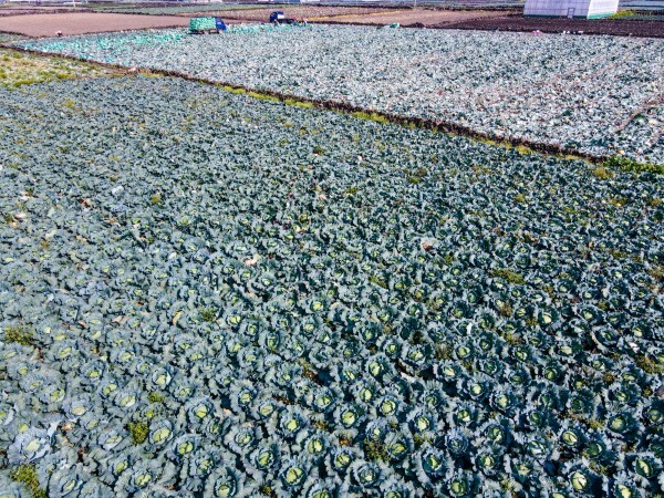 제주시 한림읍 수원리에 있는 양배추 밭을 드론으로 촬영한 모습. /사진=제주일보 고봉수 기자